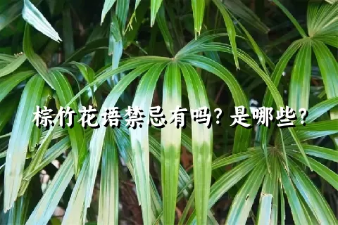 棕竹花语禁忌有吗？是哪些？