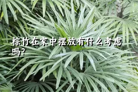 棕竹在家中摆放有什么考虑吗？