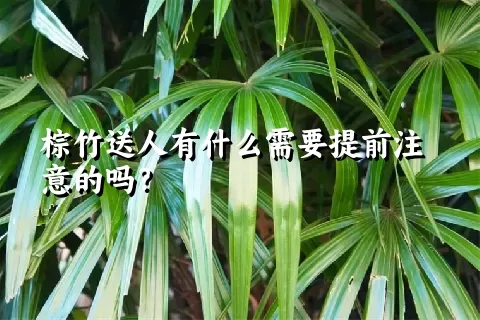 棕竹送人有什么需要提前注意的吗？