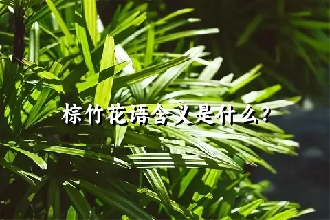 棕竹花语含义是什么？