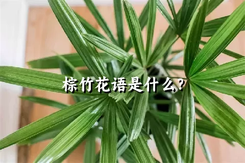 棕竹花语是什么？