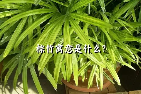 棕竹寓意是什么？