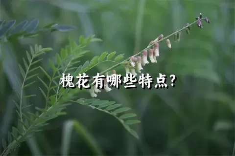 槐花有哪些特点?