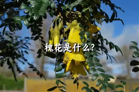 槐花是什么?