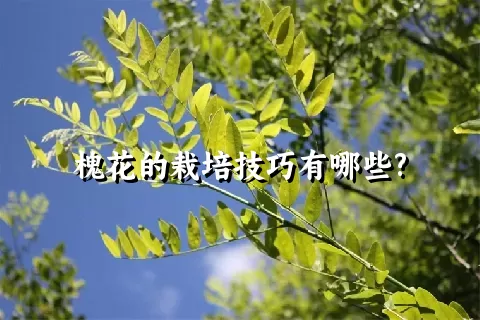 槐花的栽培技巧有哪些?