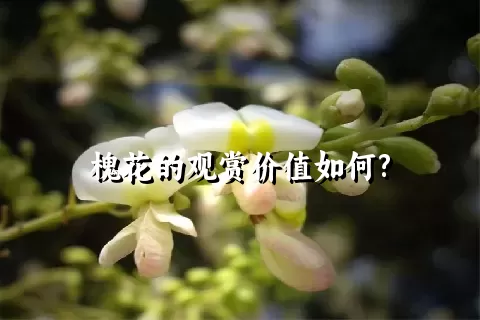 槐花的观赏价值如何?