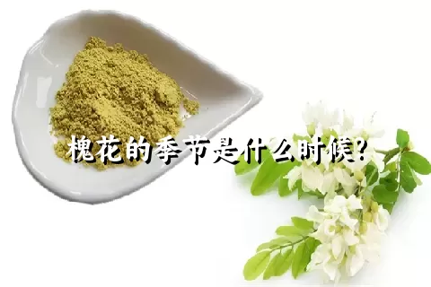 槐花的季节是什么时候?