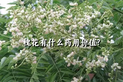 槐花有什么药用价值?