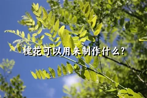 槐花可以用来制作什么?