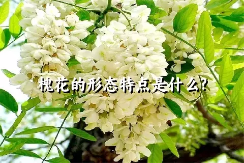 槐花的形态特点是什么?