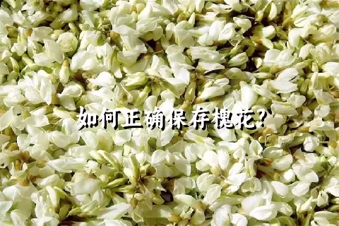 如何正确保存槐花?