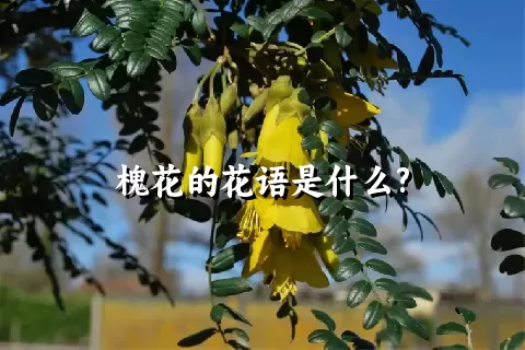 槐花的花语是什么?