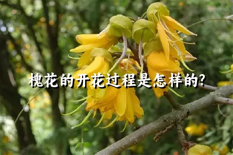 槐花的开花过程是怎样的?