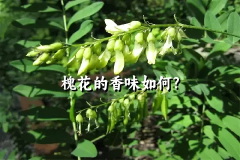 槐花的香味如何?