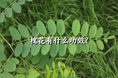 槐花有什么功效?