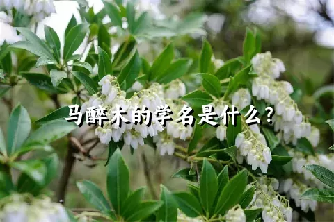 马醉木的学名是什么？