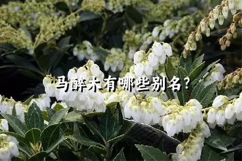 马醉木有哪些别名？