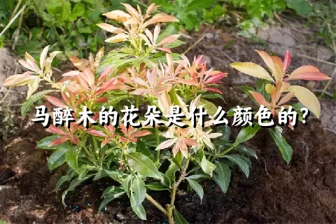 马醉木的花朵是什么颜色的？