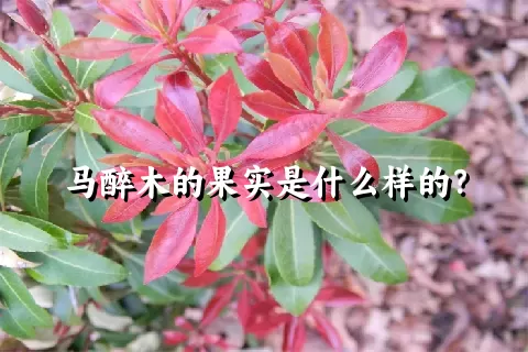 马醉木的果实是什么样的？