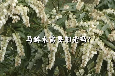 马醉木需要阳光吗？