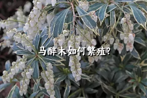 马醉木如何繁殖？