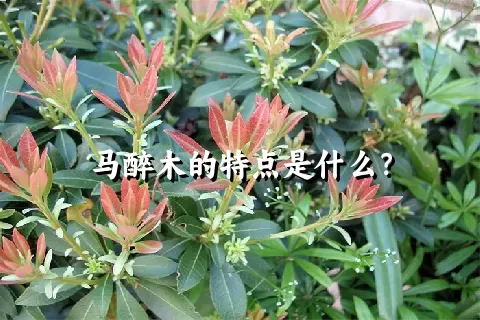 马醉木的特点是什么？