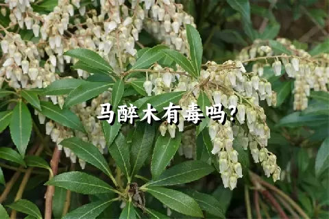 马醉木有毒吗？