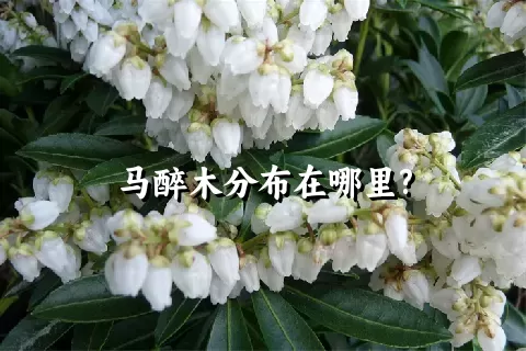 马醉木分布在哪里?