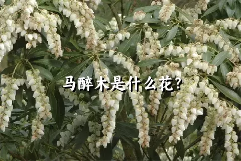 马醉木是什么花？