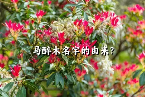 马醉木名字的由来？