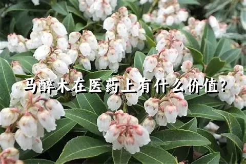 马醉木在医药上有什么价值？