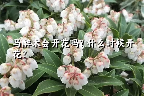 马醉木会开花吗？什么时候开花？