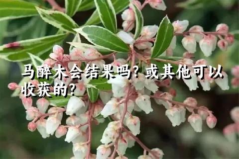 马醉木会结果吗？或其他可以收获的？