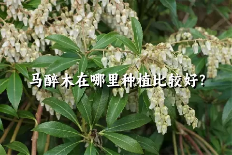 马醉木在哪里种植比较好？