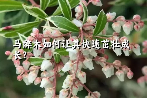 马醉木如何让其快速茁壮成长？