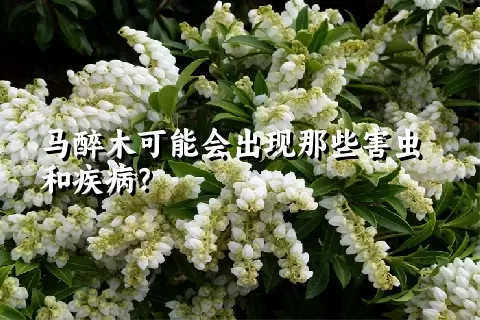 马醉木可能会出现那些害虫和疾病？