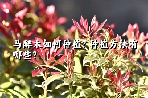 马醉木如何种植？种植方法有哪些？