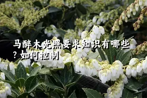 马醉木光照要求知识有哪些？如何控制