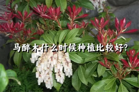 马醉木什么时候种植比较好？