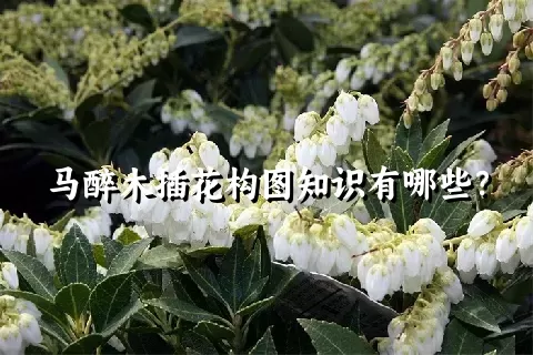 马醉木插花构图知识有哪些？