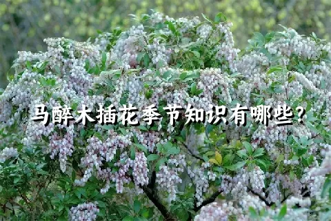 马醉木插花季节知识有哪些？