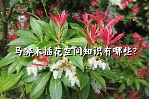 马醉木插花空间知识有哪些？