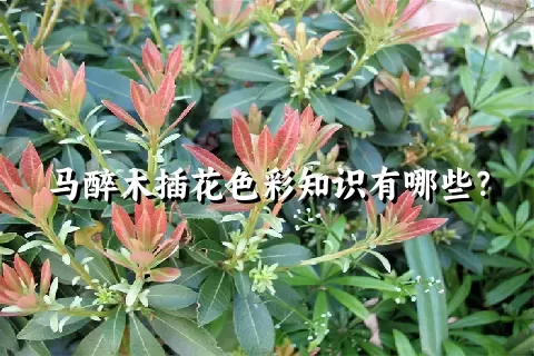 马醉木插花色彩知识有哪些？