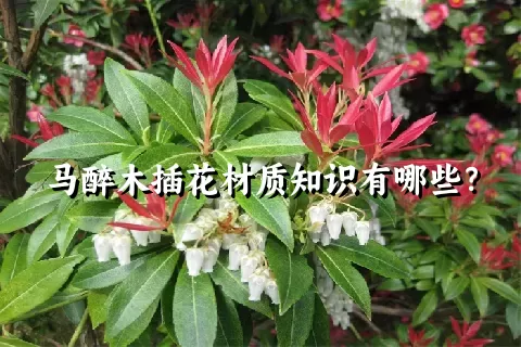 马醉木插花材质知识有哪些？