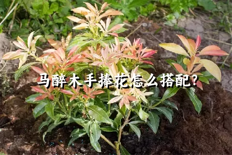 马醉木手捧花怎么搭配？