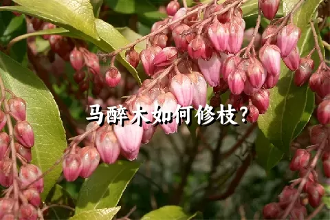 马醉木如何修枝？