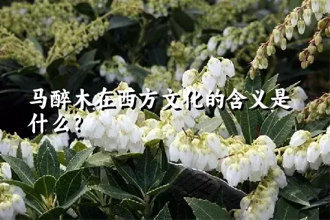 马醉木在西方文化的含义是什么？