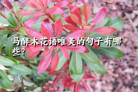 马醉木花语唯美的句子有哪些？