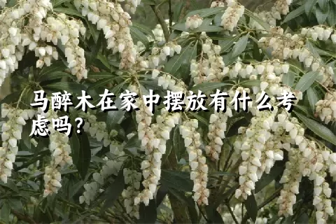 马醉木在家中摆放有什么考虑吗？