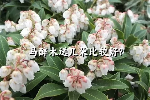 马醉木送几朵比较好？